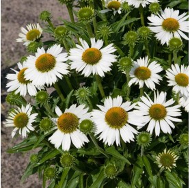 Echinacea 'Meditation White' - Kasvirág