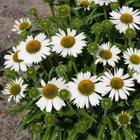 Echinacea 'Meditation White' - Kasvirág