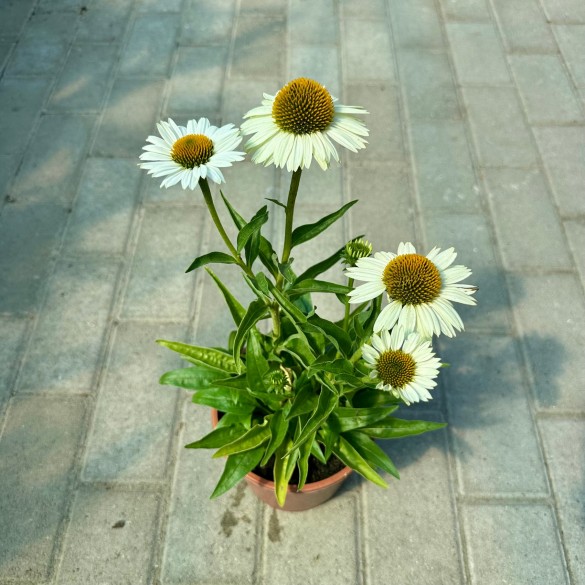 Echinacea 'Meditation White' - Kasvirág