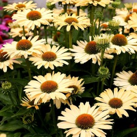 Echinacea 'Sensation Mango' - Kasvirág