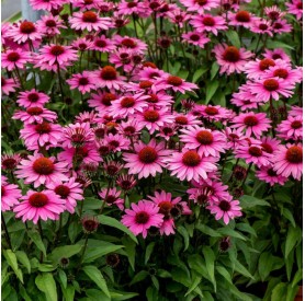 Echinacea 'SunMagic Vintage Fuchsia' - Kasvirág