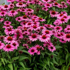 Echinacea 'SunMagic Vintage Fuchsia' - Kasvirág