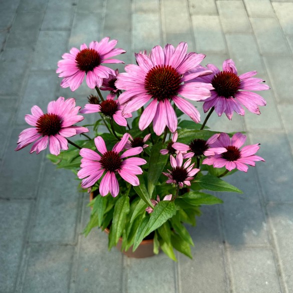 Echinacea 'SunMagic Vintage Fuchsia' - Kasvirág