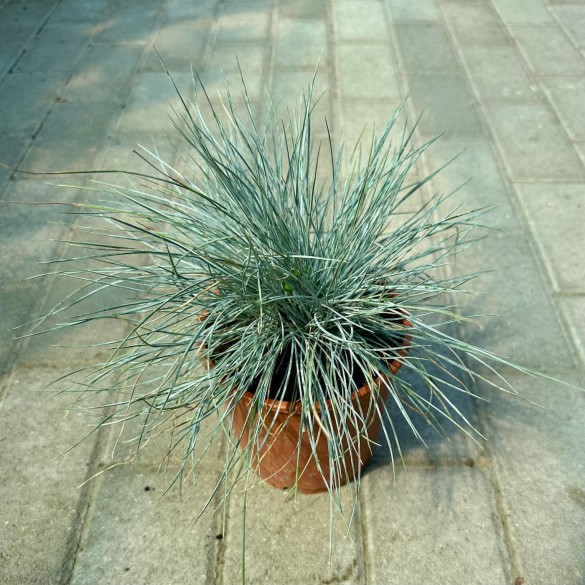 Festuca glauca 'Intense Blue' - Kék csenkesz