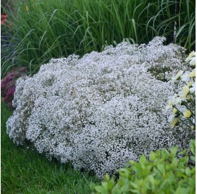 Gypsophila 'Summer Sparkles' - Buglyos fátyolvirág