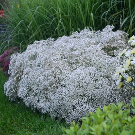 Gypsophila 'Summer Sparkles' - Buglyos fátyolvirág