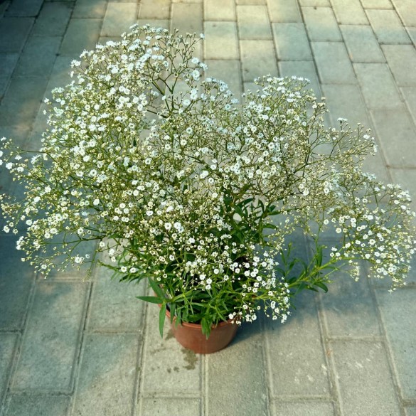 Gypsophila 'Summer Sparkles' - Buglyos fátyolvirág