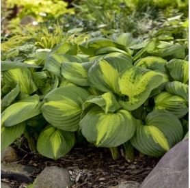 Hosta 'Cathedral Windows' - Árnyékliliom