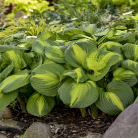 Hosta 'Cathedral Windows' - Árnyékliliom
