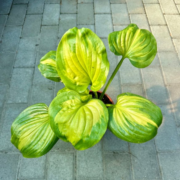 Hosta 'Cathedral Windows' - Árnyékliliom