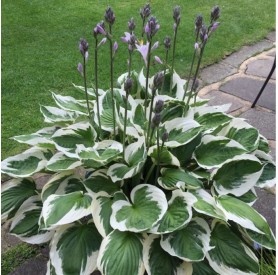 Hosta fortunei 'Francee' - Árnyékliliom
