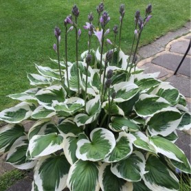 Hosta fortunei 'Francee' - Árnyékliliom