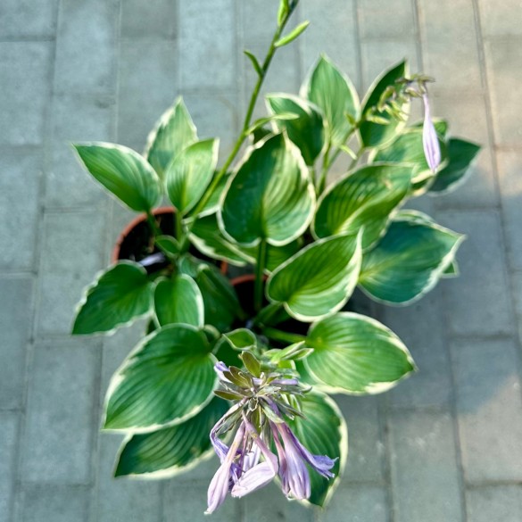 Hosta fortunei 'Francee' - Árnyékliliom