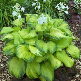 Hosta 'Stained Glass' - Árnyékliliom
