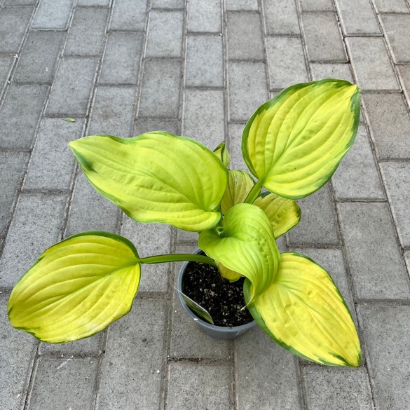 Hosta 'Stained Glass' - Árnyékliliom