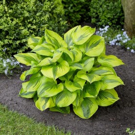Hosta 'Summer Lovin' - Árnyékliliom