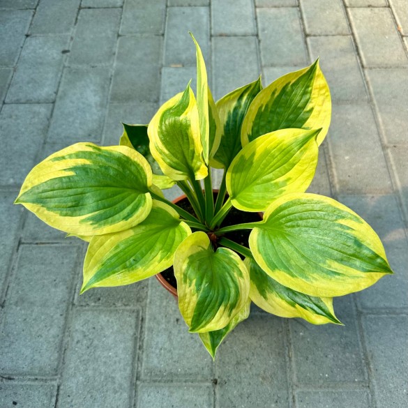 Hosta 'Summer Lovin' - Árnyékliliom