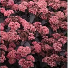 Hylotelephium 'Black Knight' - Varjúháj