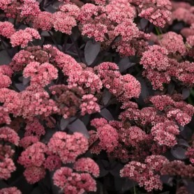 Hylotelephium 'Black Knight' - Varjúháj