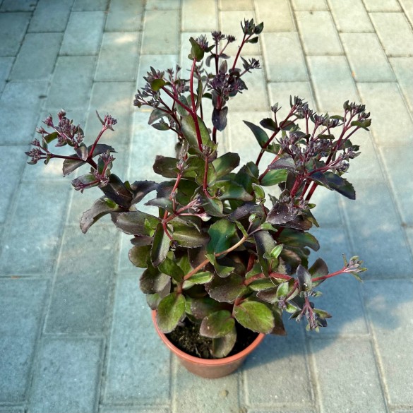 Hylotelephium 'Black Knight' - Varjúháj