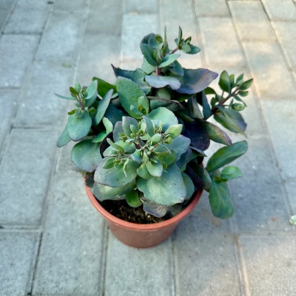 Hylotelephium Mojave Jewels 'Sapphire' - Varjúháj