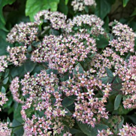 Hylotelephium 'Seduction Pink Passion' - Varjúháj