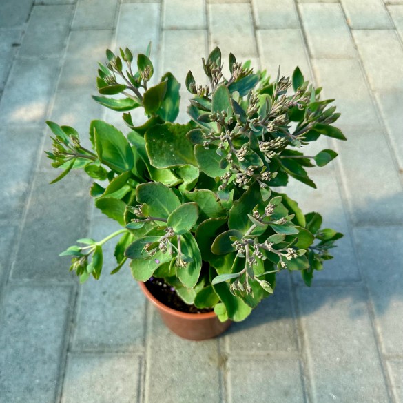 Hylotelephium 'Seduction Pink Passion' - Varjúháj