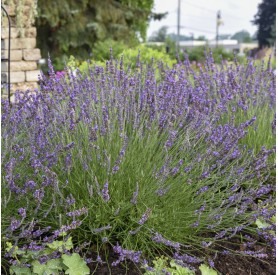 Lavandula x intermedia 'Phenomenal' - Levendula