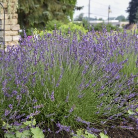 Lavandula x intermedia 'Phenomenal' - Levendula