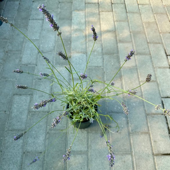 Lavandula x intermedia 'Phenomenal' - Levendula