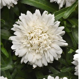 Leucanthemum 'Make My Daisy Crazy' - Margaréta