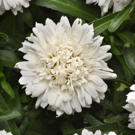Leucanthemum 'Make My Daisy Crazy' - Margaréta