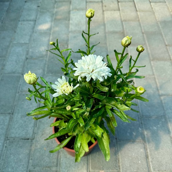 Leucanthemum 'Make My Daisy Crazy' - Margaréta