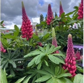 Lupinus polyphyllus 'Beefeater' - Csillagfürt