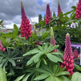 Lupinus polyphyllus 'Beefeater' - Csillagfürt