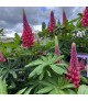 Lupinus polyphyllus 'Beefeater' - Csillagfürt