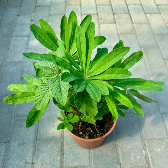 Lupinus polyphyllus 'Beefeater' - Csillagfürt