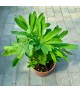 Lupinus polyphyllus 'Beefeater' - Csillagfürt