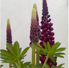Lupinus polyphyllus 'Masterpiece' - Csillagfürt