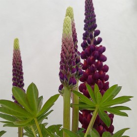 Lupinus polyphyllus 'Masterpiece' - Csillagfürt