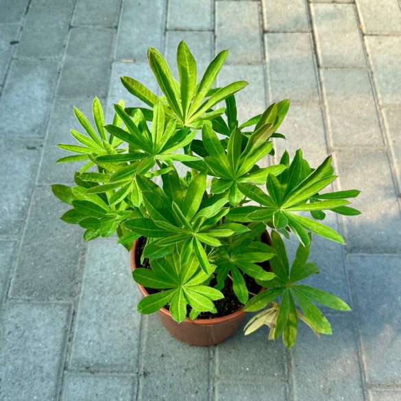 Lupinus polyphyllus 'Masterpiece' - Csillagfürt