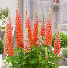 Lupinus polyphyllus 'Terracotta' - Csillagfürt