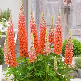 Lupinus polyphyllus 'Terracotta' - Csillagfürt