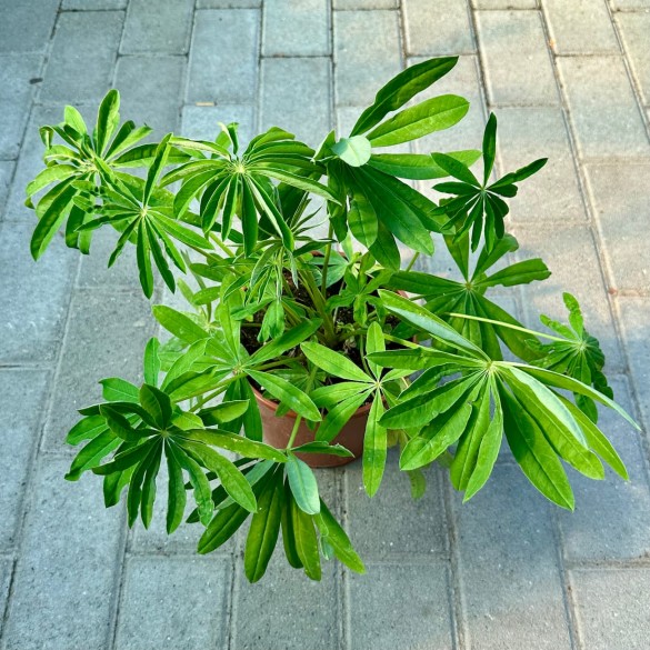 Lupinus polyphyllus 'Terracotta' - Csillagfürt