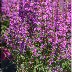 Lythrum 'Luminara Lilac' - Vesszős füzény
