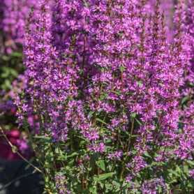 Lythrum 'Luminara Lilac' - Vesszős füzény