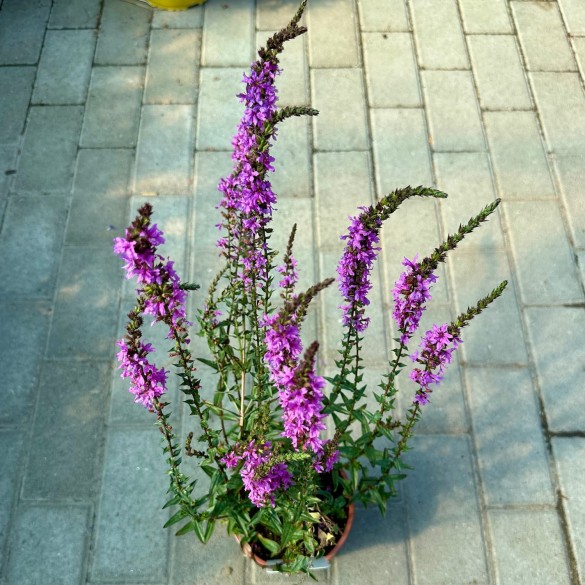 Lythrum 'Luminara Lilac' - Vesszős füzény