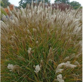Miscanthus sinensis 'Yaku Jima' - Molnárpántlika