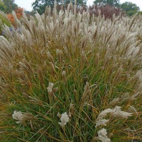 Miscanthus sinensis 'Yaku Jima' - Molnárpántlika