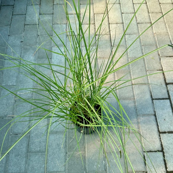 Miscanthus sinensis 'Yaku Jima' - Molnárpántlika